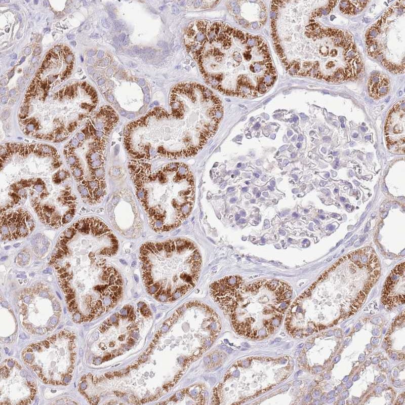 Atlas Antibodies Anti-OAZ2 Antibody