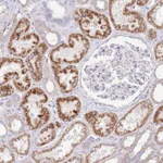 Atlas Antibodies Anti-OAZ2 Antibody