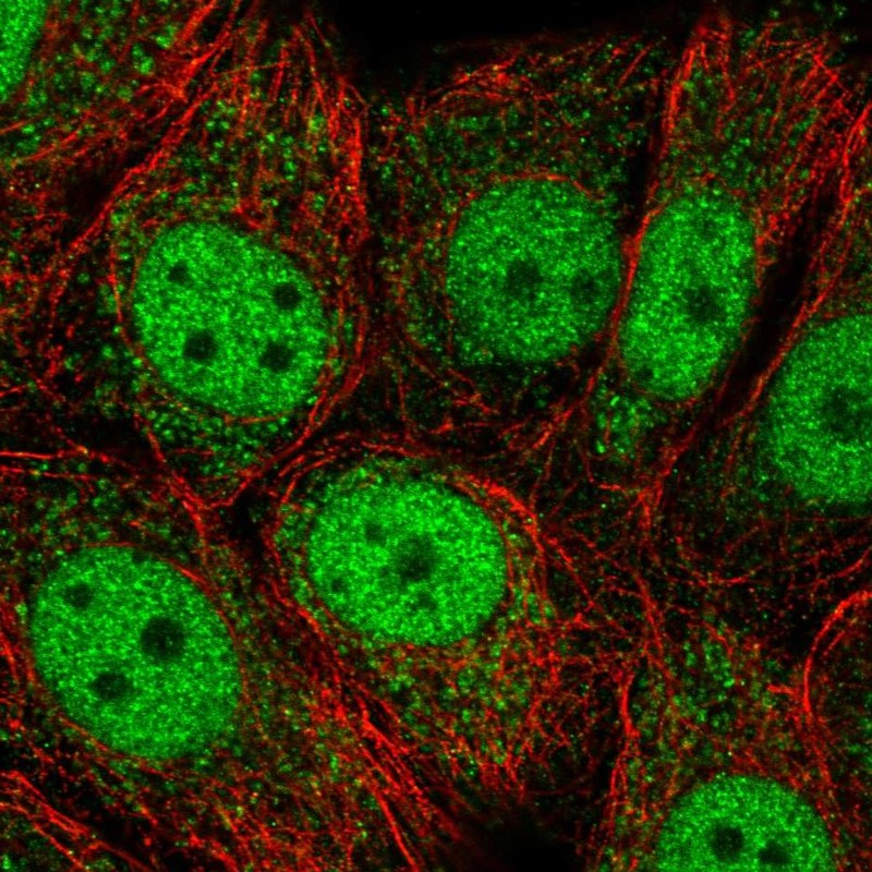 Atlas Antibodies Anti-OAZ3 Antibody