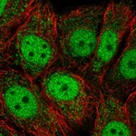 Atlas Antibodies Anti-OAZ3 Antibody