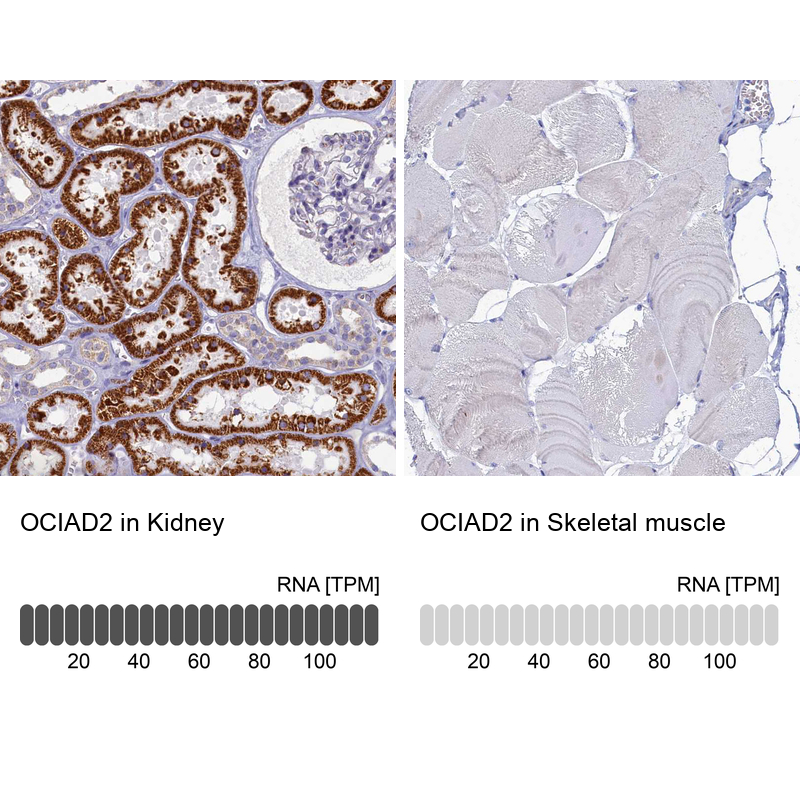 Atlas Antibodies Anti-OCIAD2 Antibody