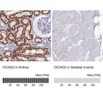 Atlas Antibodies Anti-OCIAD2 Antibody
