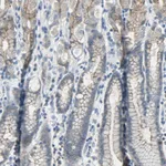 Atlas Antibodies Anti-OCLN Antibody