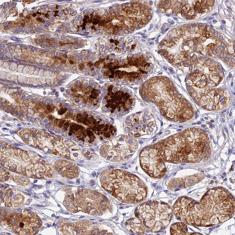 Atlas Antibodies Anti-OCEL1 Antibody