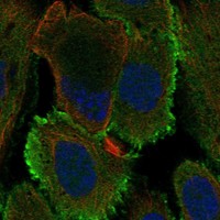 Atlas Antibodies Anti-OCM2 Antibody