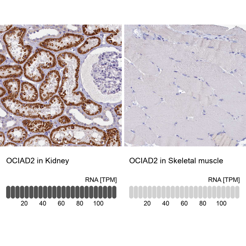 Atlas Antibodies Anti-OCIAD2 Antibody