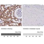 Atlas Antibodies Anti-OCIAD2 Antibody