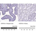 Atlas Antibodies Anti-ODF3B Antibody