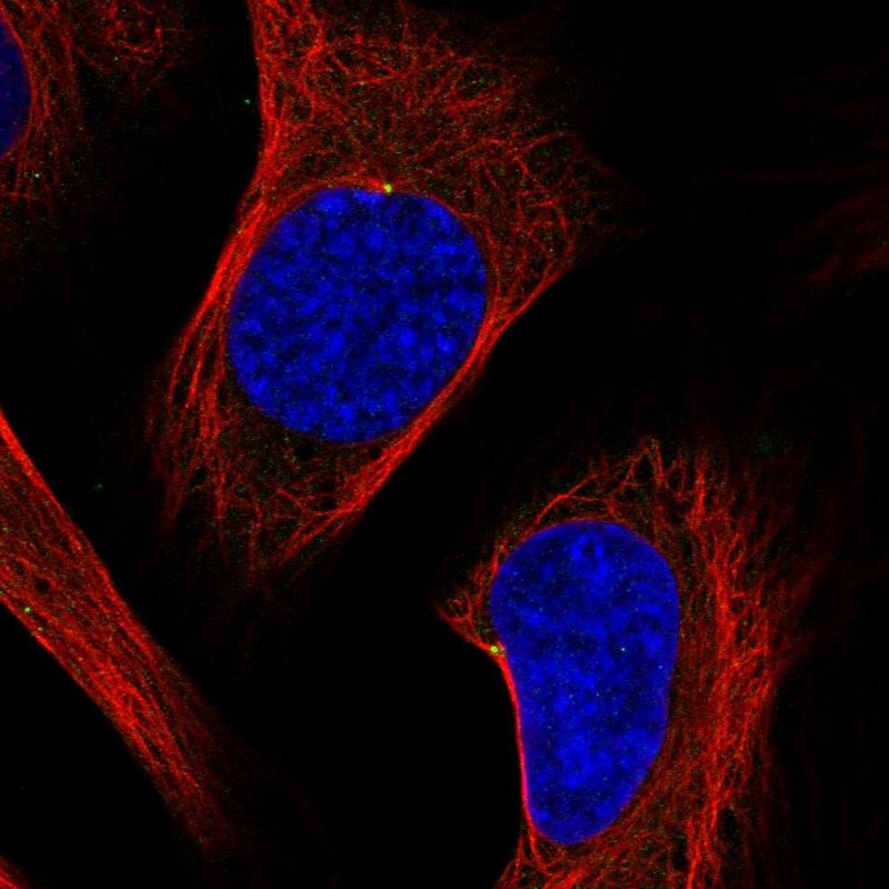 Atlas Antibodies Anti-ODF2 Antibody