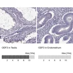 Atlas Antibodies Anti-ODF3 Antibody