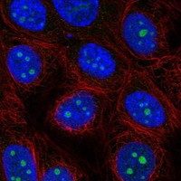 Atlas Antibodies Anti-ODF3L2 Antibody