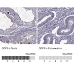 Atlas Antibodies Anti-ODF3 Antibody