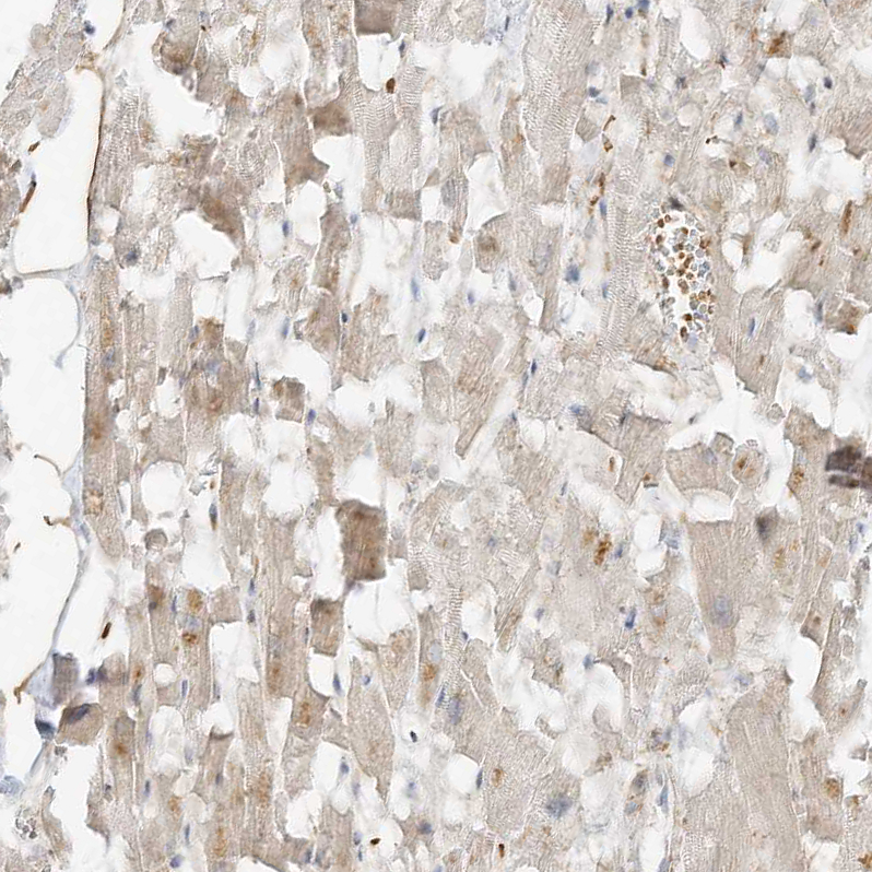 Atlas Antibodies Anti-OFD1 Antibody