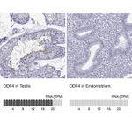 Atlas Antibodies Anti-ODF4 Antibody