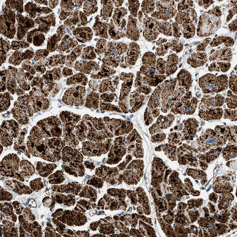 Atlas Antibodies Anti-OGDH Antibody