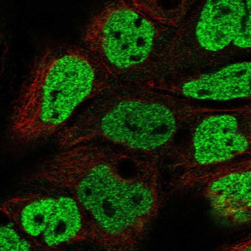 Atlas Antibodies Anti-OFCC1 Antibody