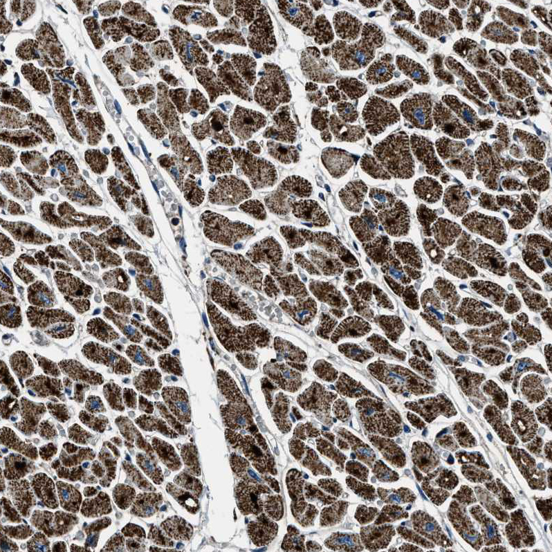 Atlas Antibodies Anti-OGDH Antibody