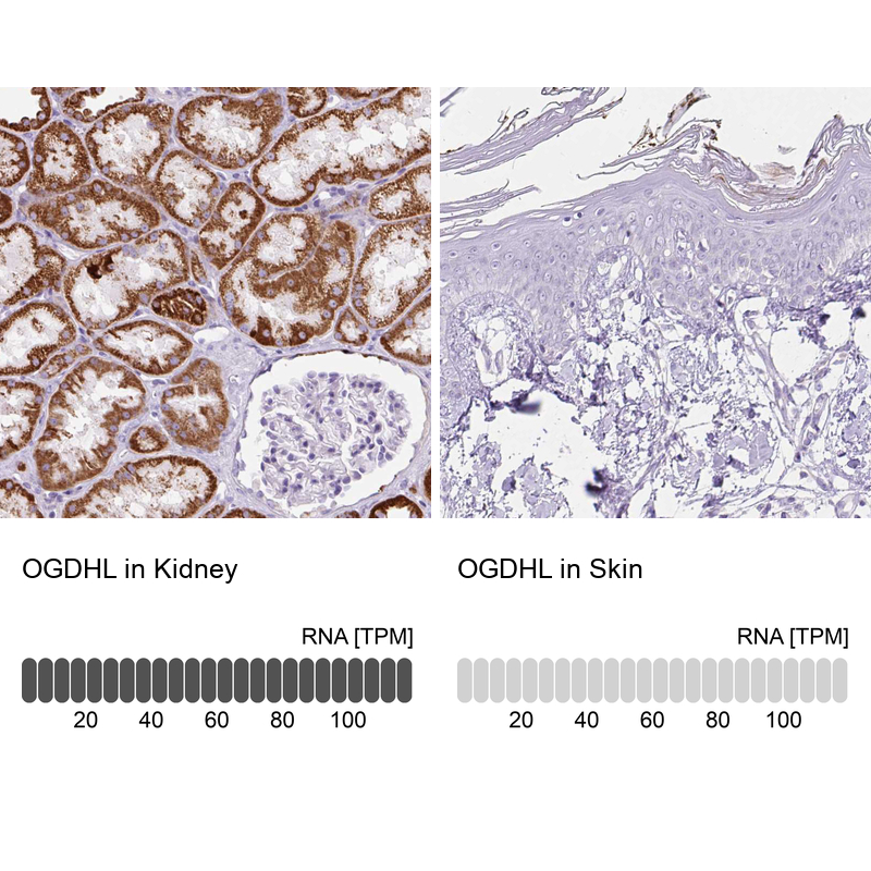 Atlas Antibodies Anti-OGDHL Antibody