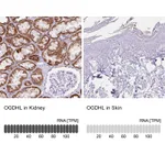 Atlas Antibodies Anti-OGDHL Antibody