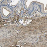 Atlas Antibodies Anti-OGN Antibody