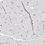 Atlas Antibodies Anti-OGFOD1 Antibody