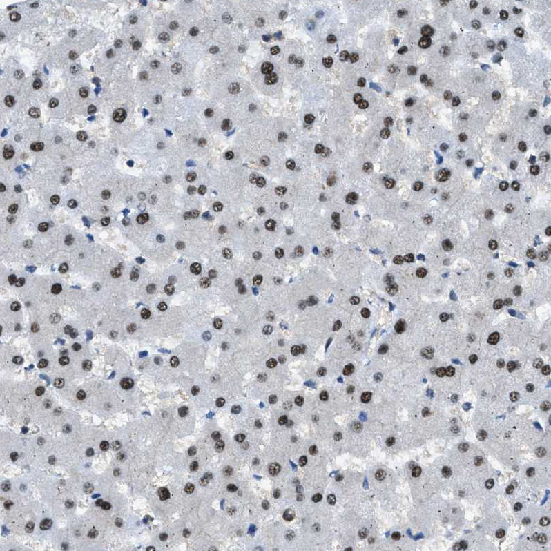 Atlas Antibodies Anti-OGFR Antibody