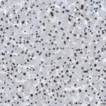 Atlas Antibodies Anti-OGFR Antibody