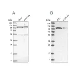 Atlas Antibodies Anti-OGT Antibody