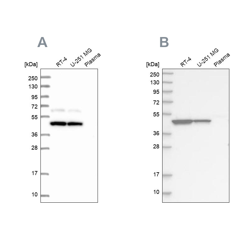 Atlas Antibodies Anti-OLA1 Antibody