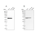 Atlas Antibodies Anti-OLA1 Antibody