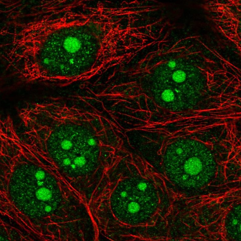Atlas Antibodies Anti-OLFM1 Antibody