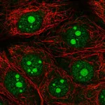 Atlas Antibodies Anti-OLFM1 Antibody