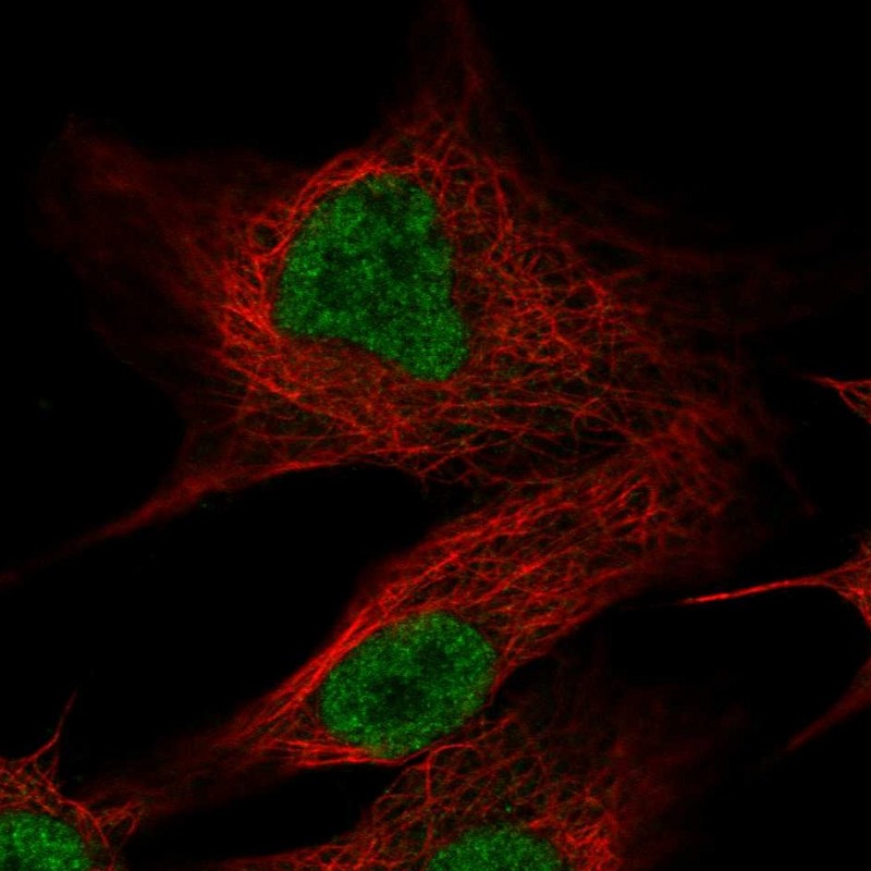 Atlas Antibodies Anti-OLFM2 Antibody