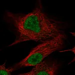 Atlas Antibodies Anti-OLFM2 Antibody