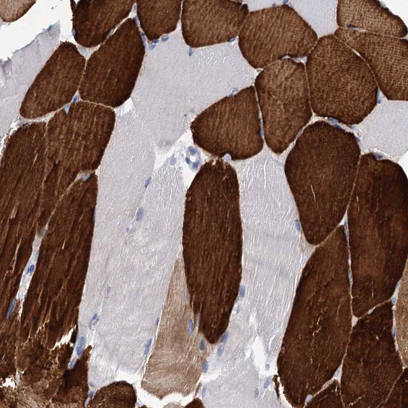 Atlas Antibodies Anti-OLFML1 Antibody