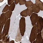 Atlas Antibodies Anti-OLFML1 Antibody