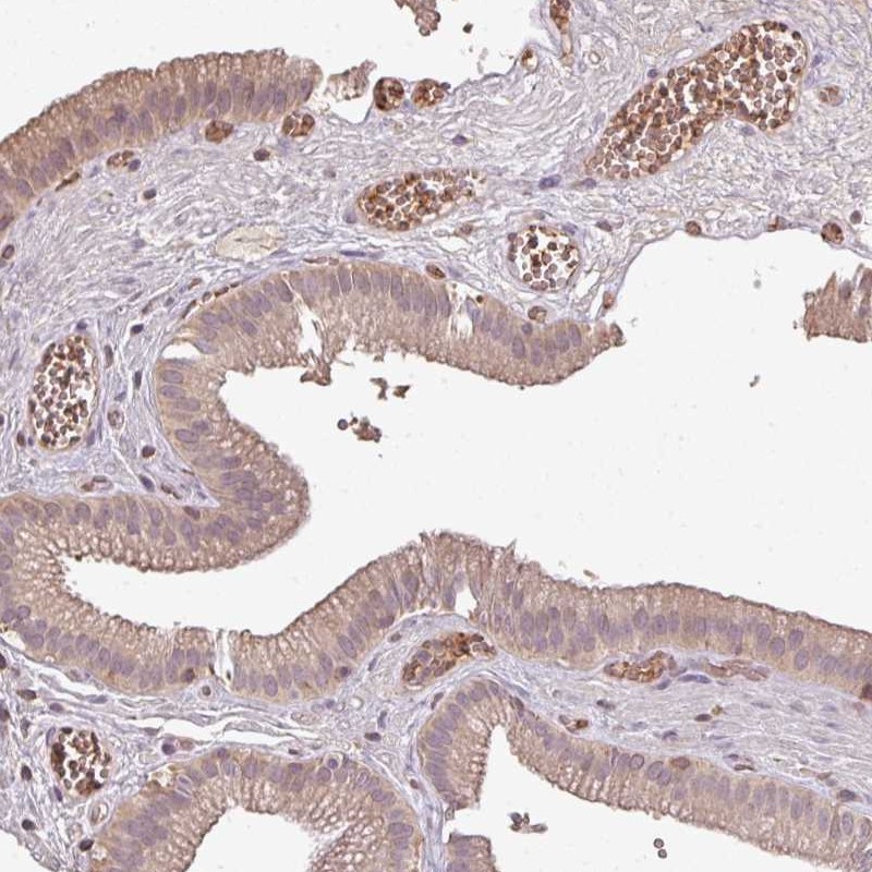 Atlas Antibodies Anti-OLFML2B Antibody