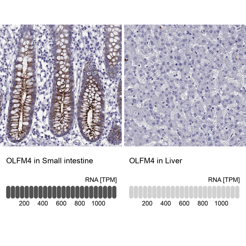 Atlas Antibodies Anti-OLFM4 Antibody