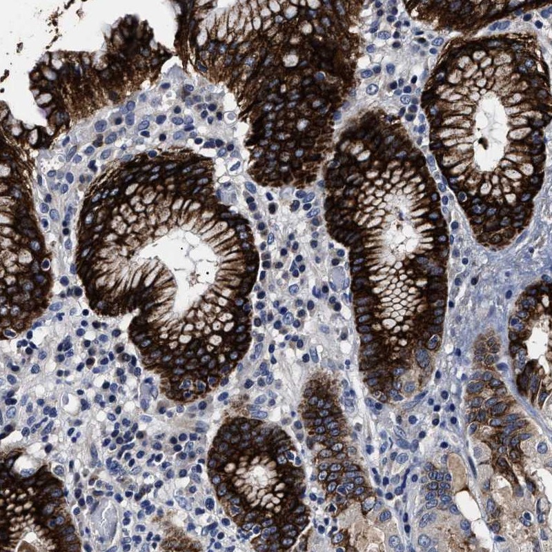 Atlas Antibodies Anti-OLFML2A Antibody