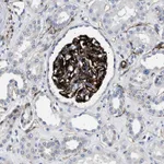 Atlas Antibodies Anti-OLFML2A Antibody
