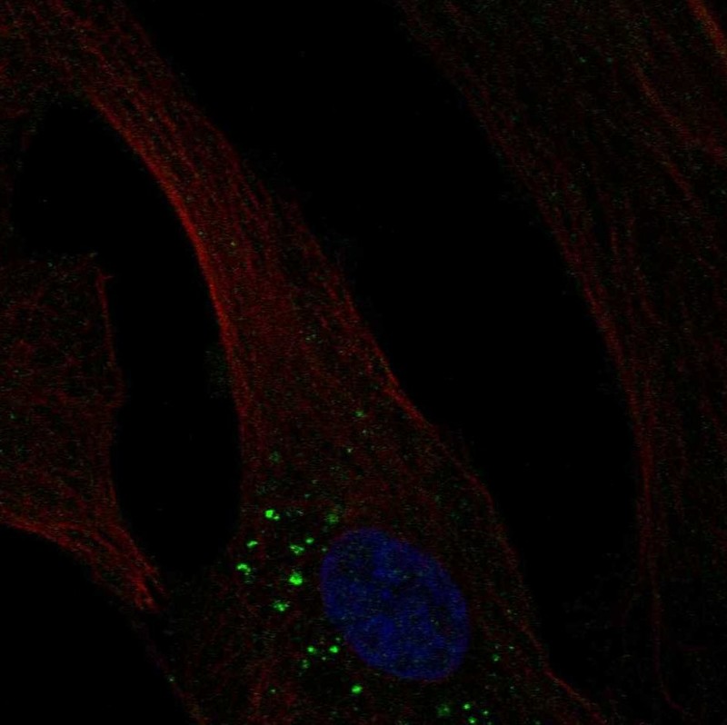 Atlas Antibodies Anti-OLFML3 Antibody