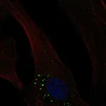 Atlas Antibodies Anti-OLFML3 Antibody