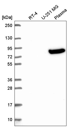 Atlas Antibodies Anti-OLFML2B Antibody