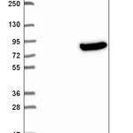Atlas Antibodies Anti-OLFML2B Antibody