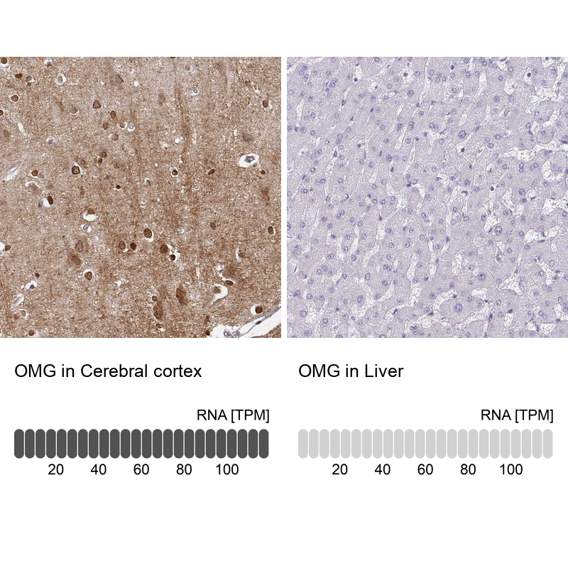 Atlas Antibodies Anti-OMG Antibody