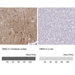 Atlas Antibodies Anti-OMG Antibody