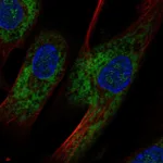 Atlas Antibodies Anti-OMD Antibody