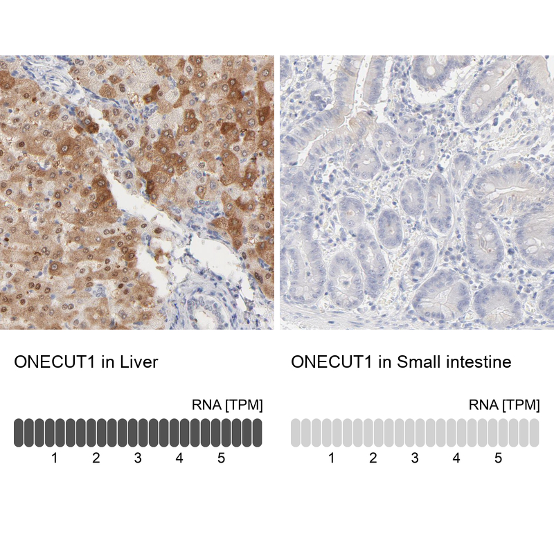 Atlas Antibodies Anti-ONECUT1 Antibody