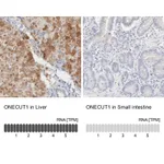 Atlas Antibodies Anti-ONECUT1 Antibody