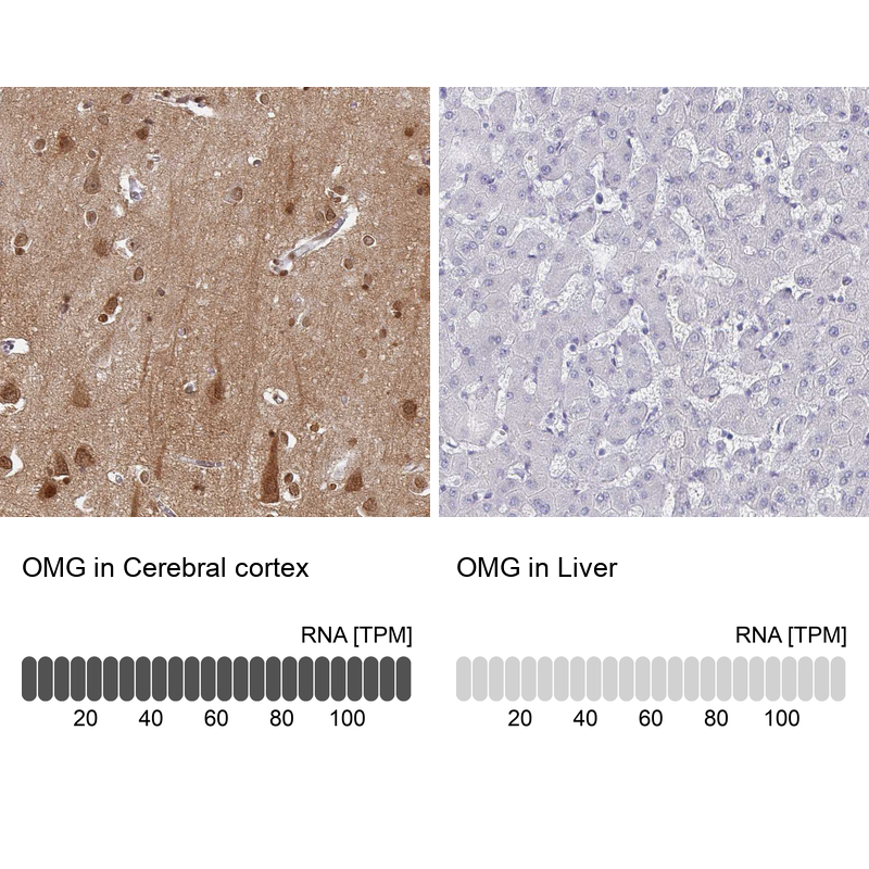 Atlas Antibodies Anti-OMG Antibody